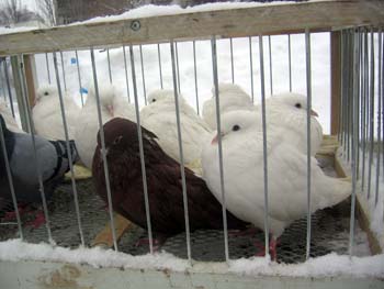 Голуби мерзли на улице, в то время как пестрые попугайчики грелись в здании дворца