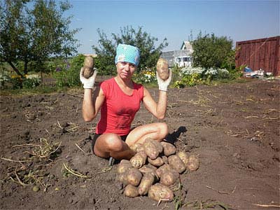 Урожай-2011: двумя такими картофелинами можно накормить целую семью