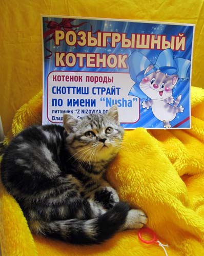 Элитный котенок достался краматорчанину  Михаилу Перепелице