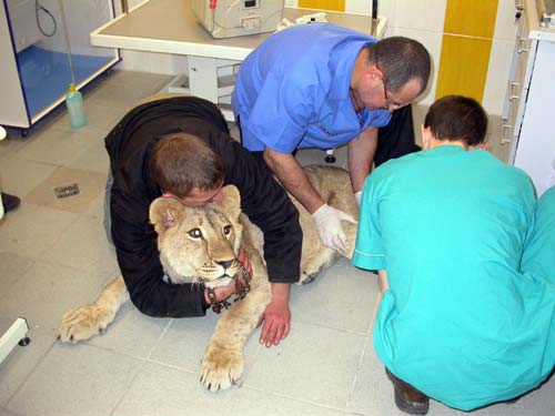 Худенький Миша навалился на львицу, пытаясь огородить двух докторов от ее пасти.  Пациентка издавала угрожающие утробные звуки,  которые никак не соответствовали ее юному возрасту
