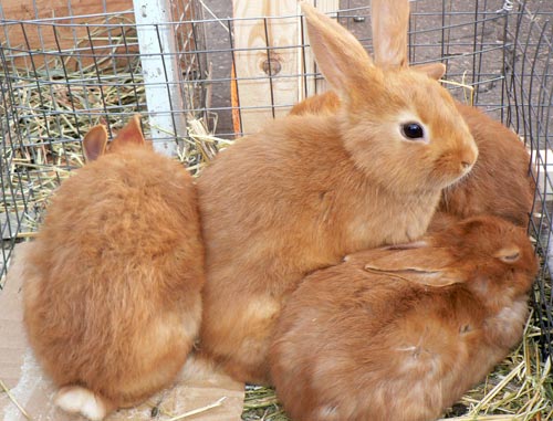 По словам кролиководов, примерно на каждые 10 самок должен приходиться один самец одного с ними класса. Кролики - самые многоплодные домашние животные. В течение года от взрослой самки можно получить 4-6 окролов, в каждом из которых обычно бывает по 6-8 крольчат, и даже по 12-15.