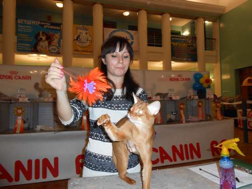 Ольга Гребнева эксперт из Киева назвала абиссинца Аль Пачино лучшим котом Краматорской выставки