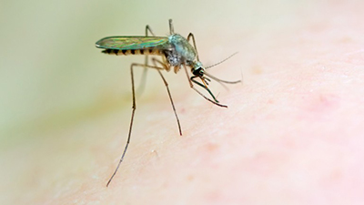 malariadisrupted